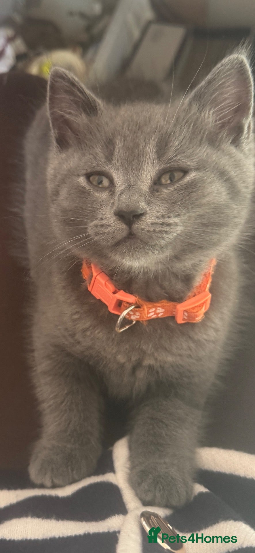 British Shorthair cats for sale: Lovely kittens are ready to find their home  - Advert 1