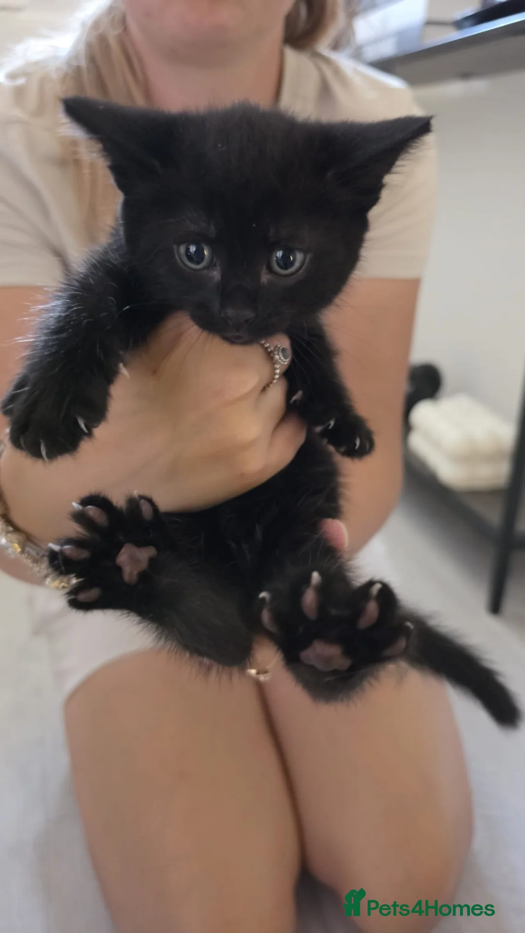 Mixed Breed cats for sale: 3 kittens for sale  - Advert 2