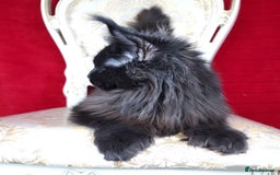 Maine Coon cats for sale: Active registered polydactyl girl  - Image 4