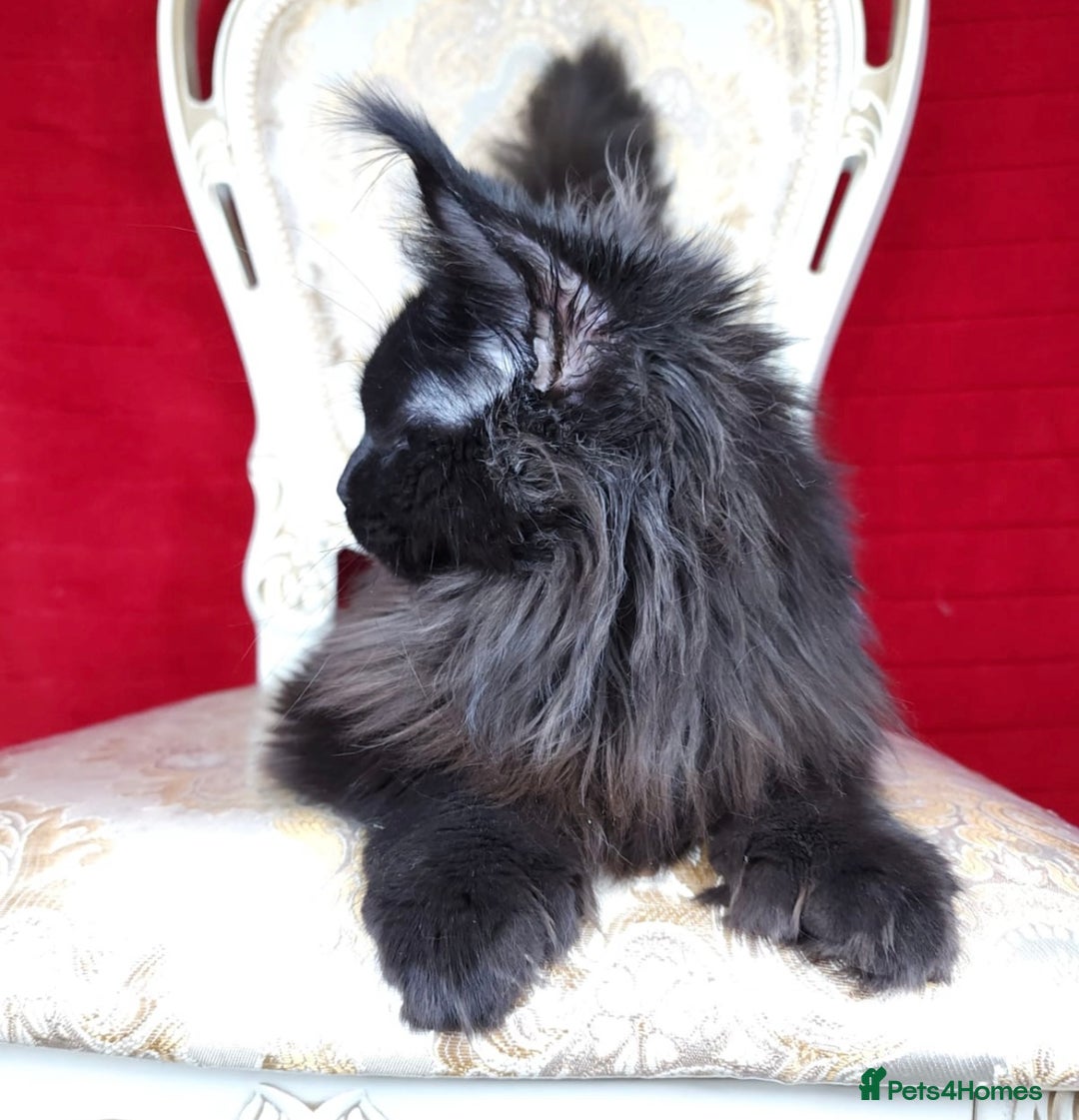 Maine Coon cats for sale: Active registered polydactyl girl  - Image 4