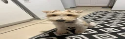 Fox Terrier dogs for stud: Wire fox terrier stud  in Welwyn Garden City - Advert 8