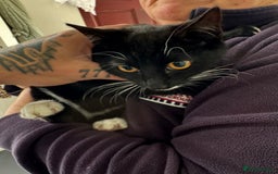 Mixed Breed cats for sale: 20 weeks old kittens for free - Image 3