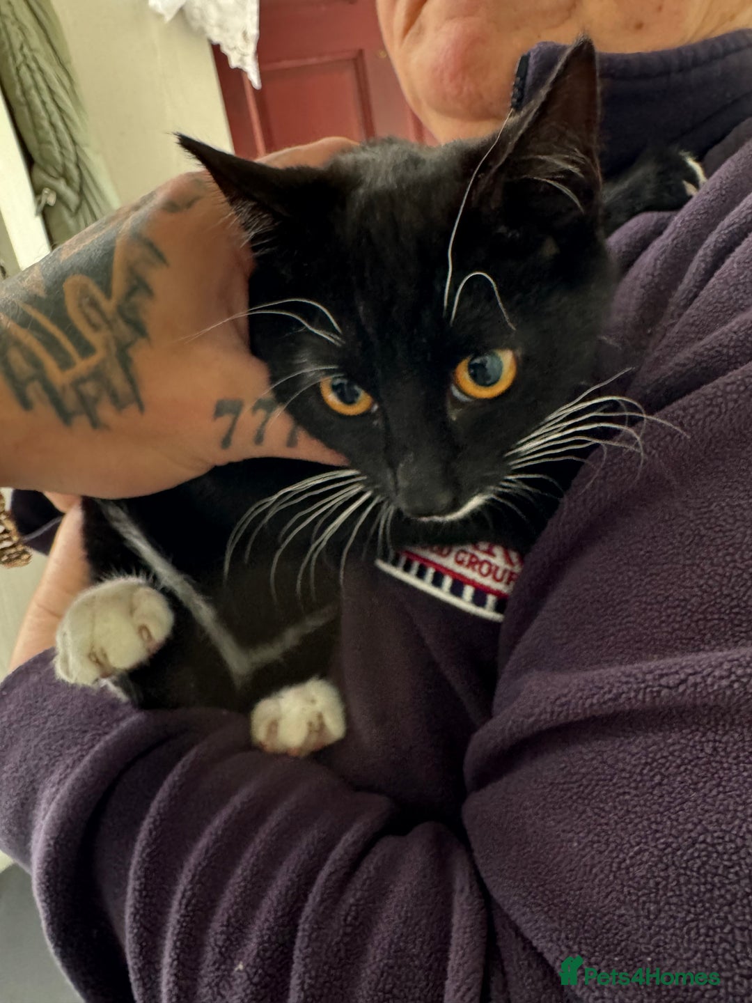 Mixed Breed cats for sale: 20 weeks old kittens for free - Image 3