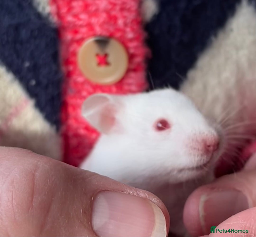 Hamster rodents for sale: Baby female Syrian hamsters from show stock  - Advert 3