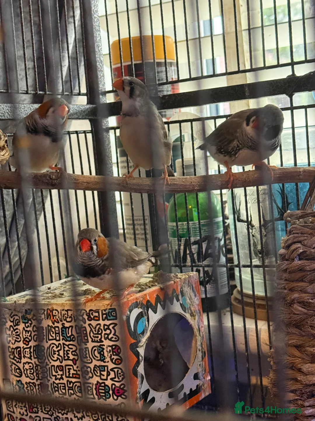 Finches birds for sale: Mixed zebra finches  in Manchester - Advert 4