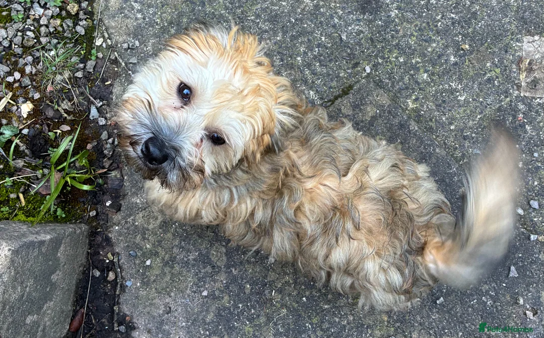 Havanese dogs for sale: Beautiful KC Registered Pedigree Havanese  in Longhope - Advert 4