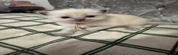 Ragdoll cats for sale: Beautiful Ragdoll 5 kittens  in Cwmbran - Advert 6