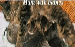 Mixed Breed cats for sale: Beautiful tabby kittens  - Image 5