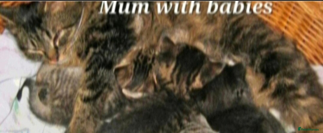 Mixed Breed cats for sale: Beautiful tabby kittens  - Image 5