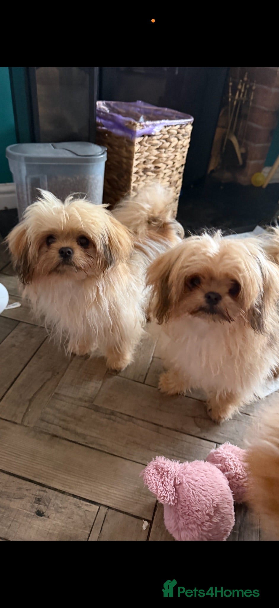 Mixed Breed dogs Exceptional Pomeranian x Shihtzu  champion lines  - Advert 1