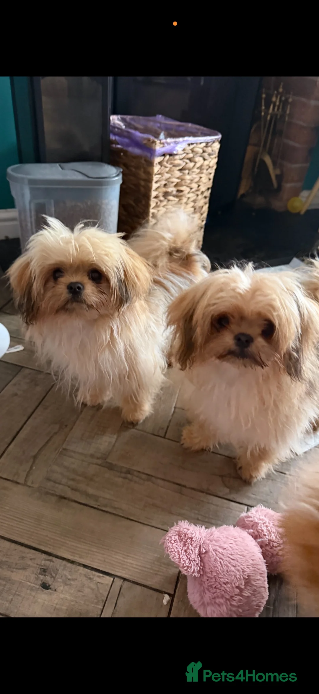 Mixed Breed dogs for sale: Exceptional Pomeranian x Shihtzu  champion lines  - Advert 1