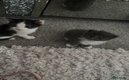 Mixed Breed cats for sale: Beautiful half Maine coon kittens ❤️ - Image 4