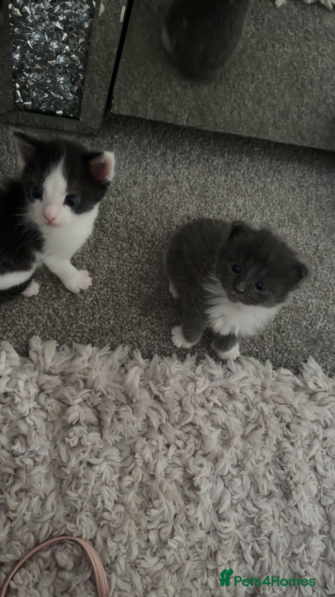 Mixed Breed cats for sale: Beautiful half Maine coon kittens ❤️ - Image 4