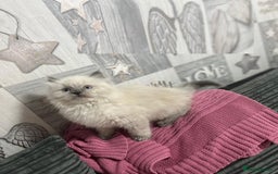 Ragdoll cats for sale: Amazing grace blue eye ragdolls - Image 3