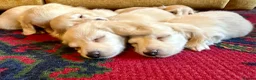 Miniature Dachshund dogs for sale: Cream long haired kc ready to go now - Advert 10