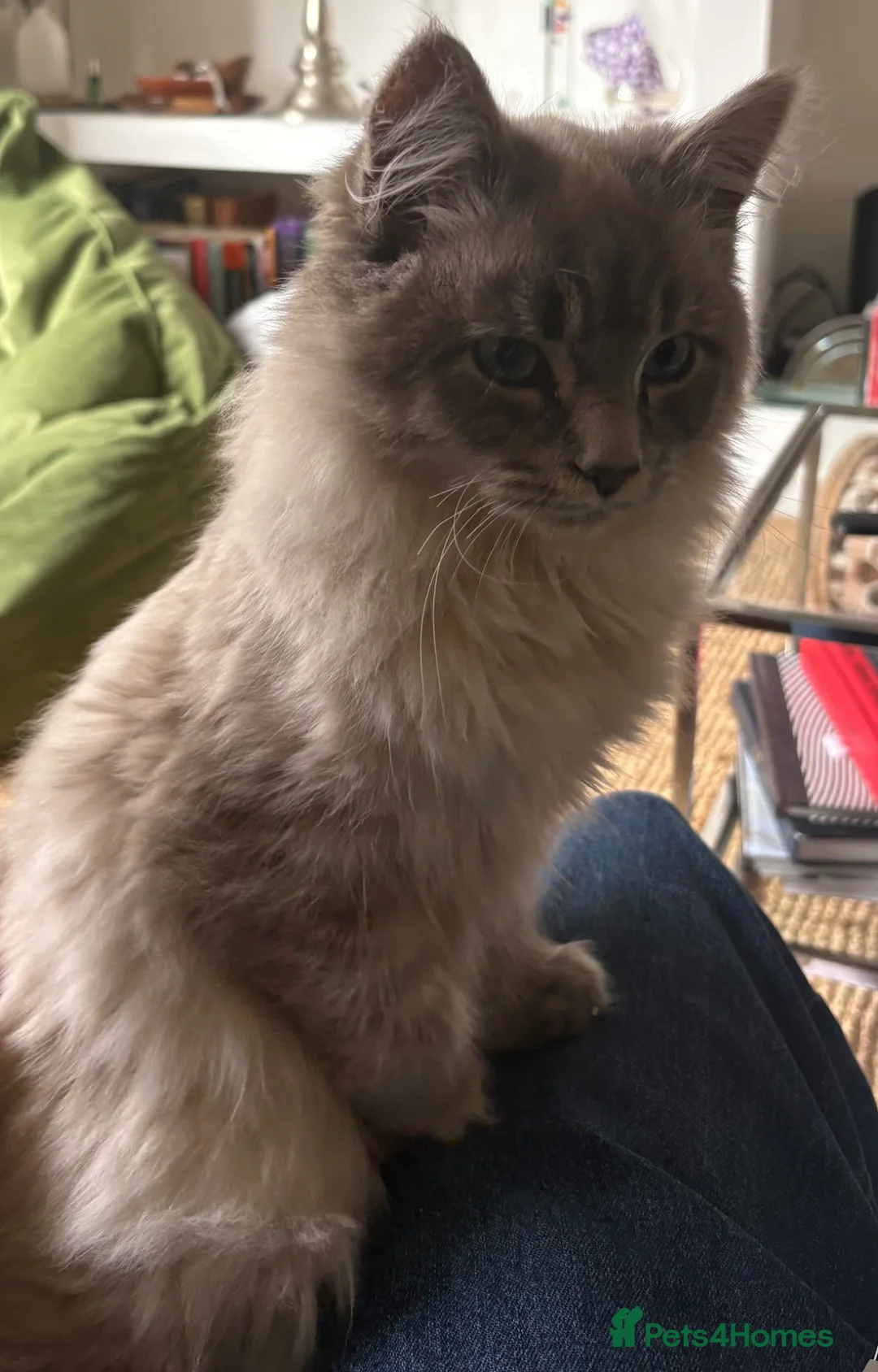 Mixed Breed cats for sale: Two 7 month bonded male cats - for a loving home in Glasgow - Advert 2