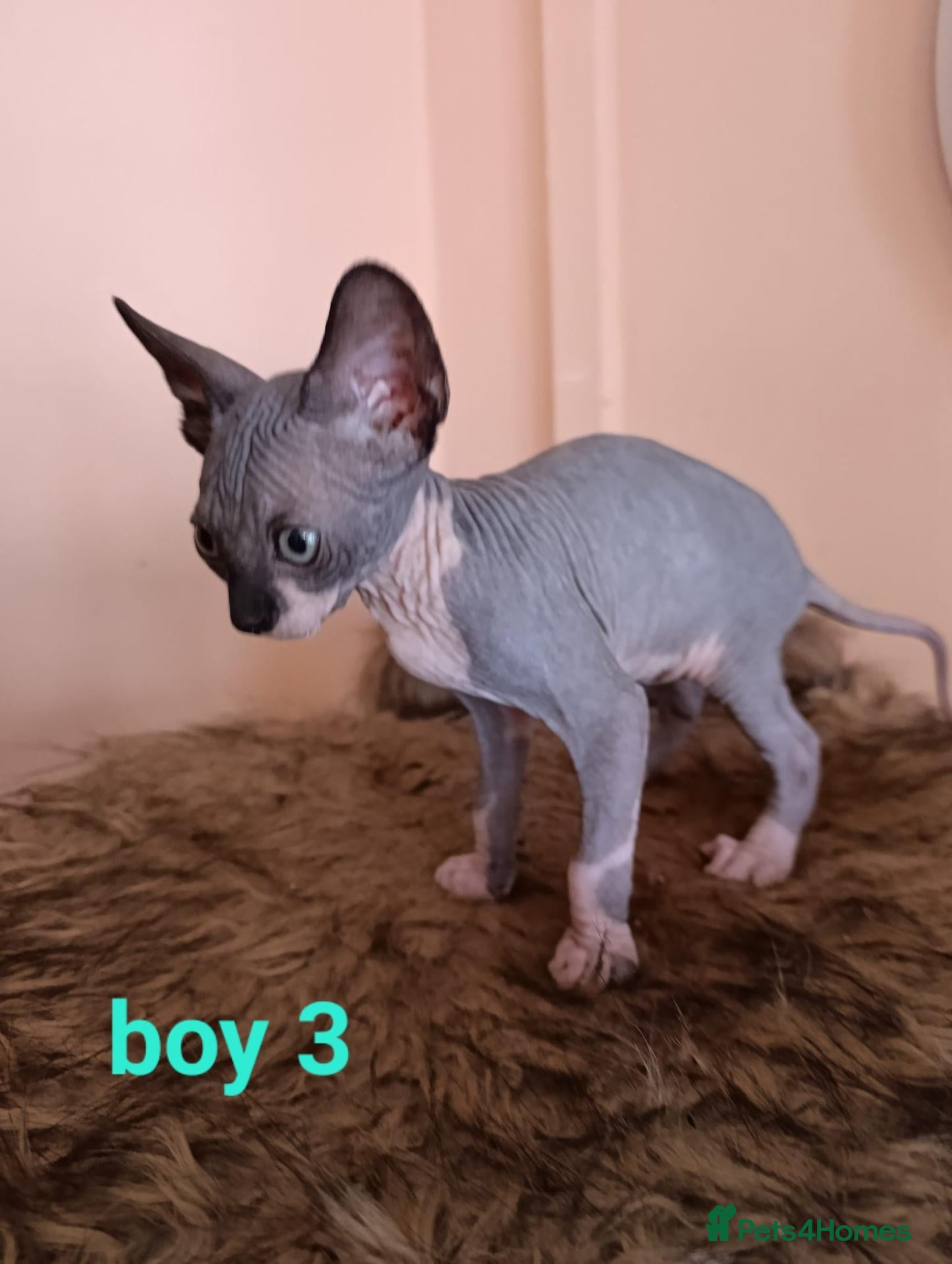 Sphynx cats Beautiful Sphynx kittens for sale - Advert 1