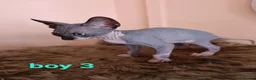 Sphynx cats for sale: Beautiful Sphynx kittens for sale in Leeds - Advert 8