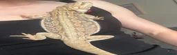 Bearded Dragon reptiles for sale: Bearded dragon and full set up  - Advert 4