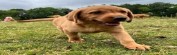 Labrador Retriever dogs for sale: Gorgeous fox red Labrador female puppies - Advert 4