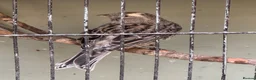 Canaries birds for sale: Male Lizard Canaries in Deal - Advert 3