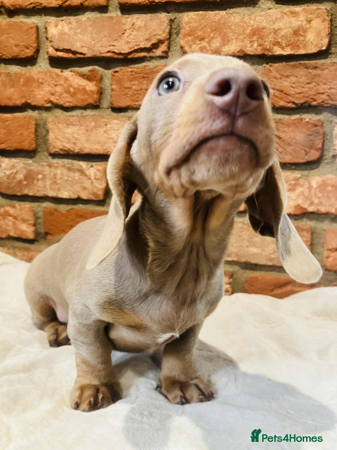 Miniature Dachshund dogs for sale: FULLY VACCINATED ISABELLA MINIATURE DACHSHUND BOY - Advert 13
