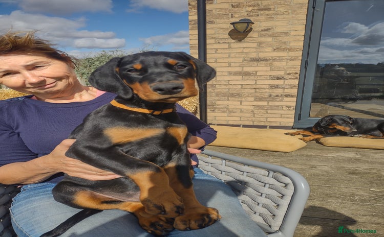 Dobermann dogs - Advert 1