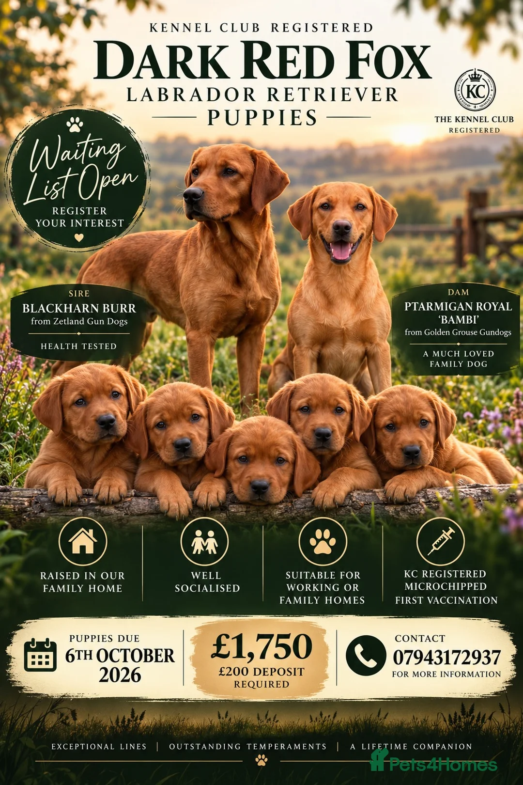 Labrador Retriever dogs for sale: Waiting List Open! Red Fox Labrador Retrievers in Stockton-on-Tees - Advert 1