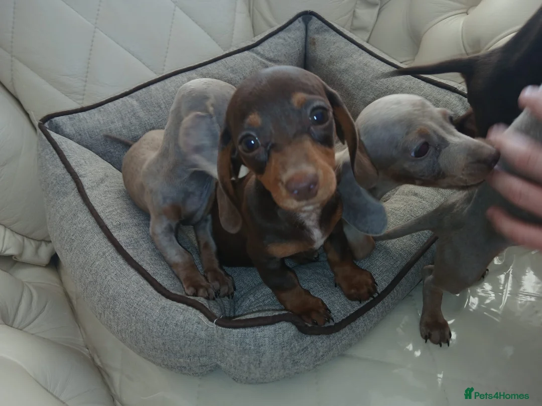 Dachshund dogs for sale: Gorgeous small dachshund puppies in Birmingham - Advert 1