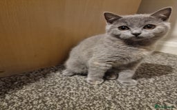 British Shorthair cats for sale: British shorthair kitties pure breed  in Sunderland - Image 17