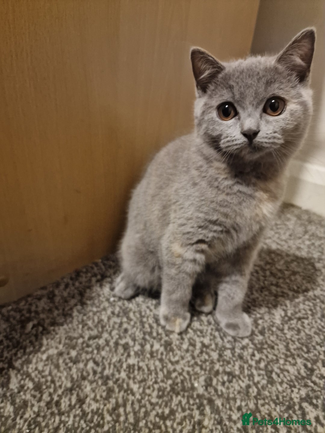 British Shorthair cats for sale: British shorthair kitties pure breed  in Sunderland - Image 17