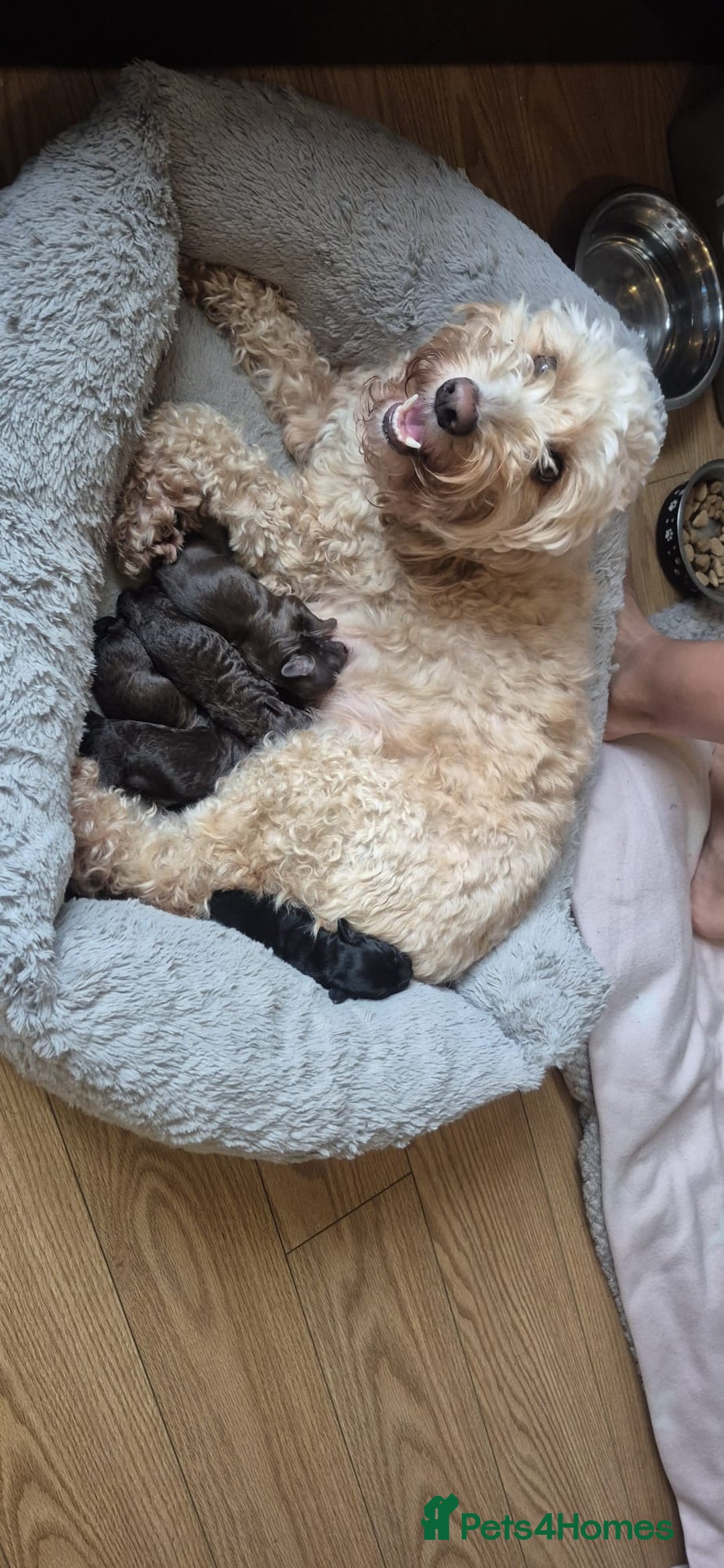 Cockapoo dogs for sale: ✨ Beautiful Cockapoo Puppies –  1 Boy & 4 Girls✨ - Advert 2