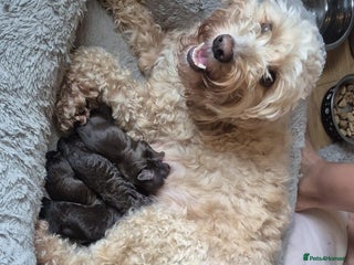 Cockapoo dogs ✨ Beautiful Cockapoo Puppies – 1 Boy & 4 Girls✨ - Advert 1