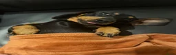 Miniature Dachshund dogs for sale: Champion line miniature dachshunds KC REG PRACLEAR - Advert 15