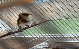 Canaries birds for sale: Canary - Image 5