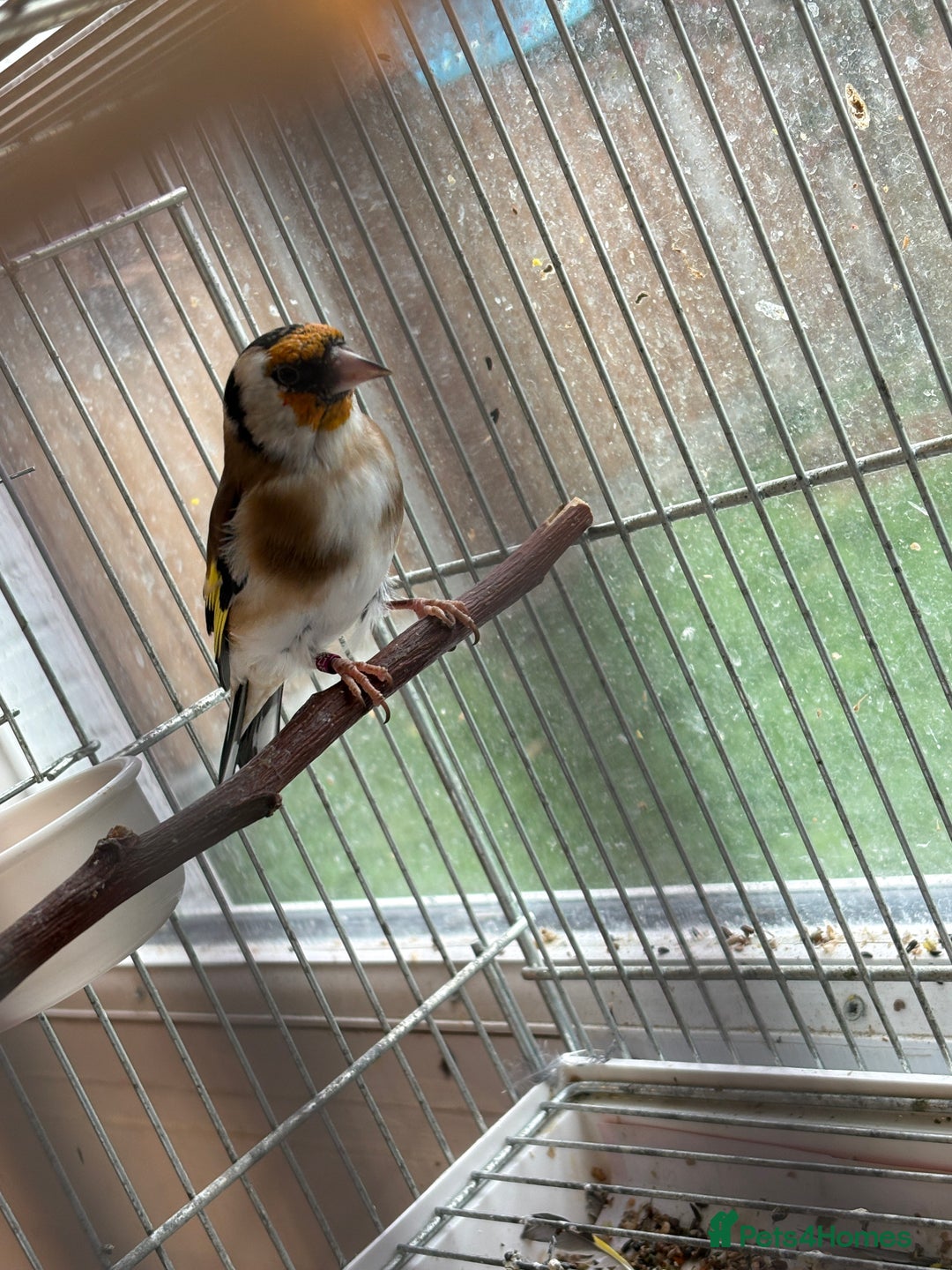 Canaries birds for sale: Canary - Image 5