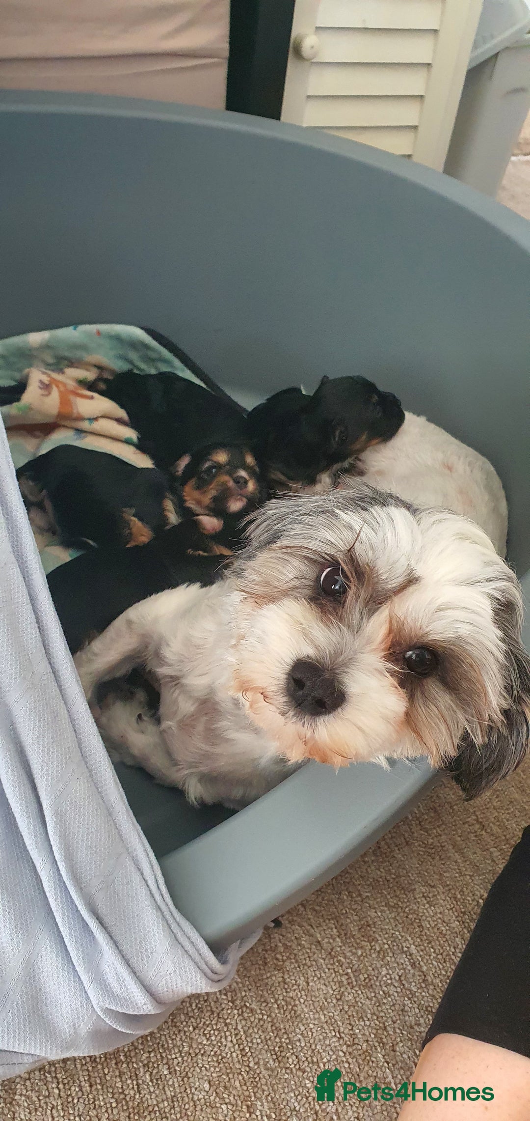 Morkie dogs for sale: ADORABLE MORKI BABIES 🐶 - Advert 6
