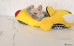 French Bulldog dogs for sale: Stunning platinum and lilac fawn boys and girls - Image 19