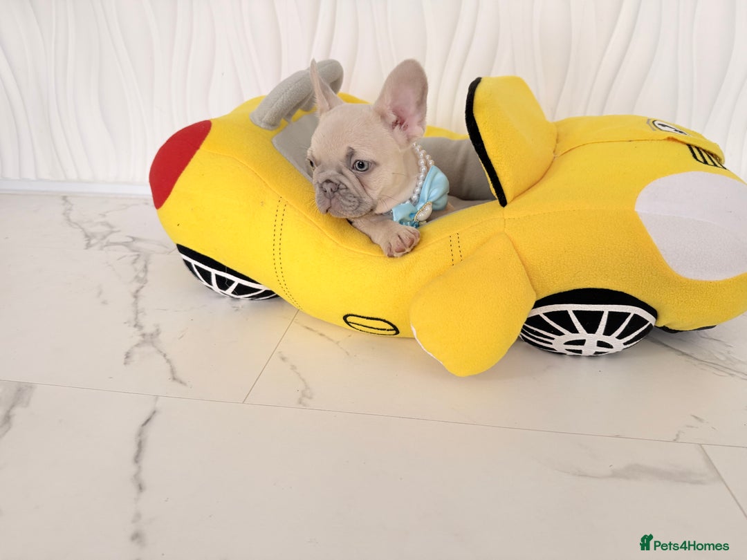 French Bulldog dogs for sale: Stunning platinum and lilac fawn boys and girls - Image 19