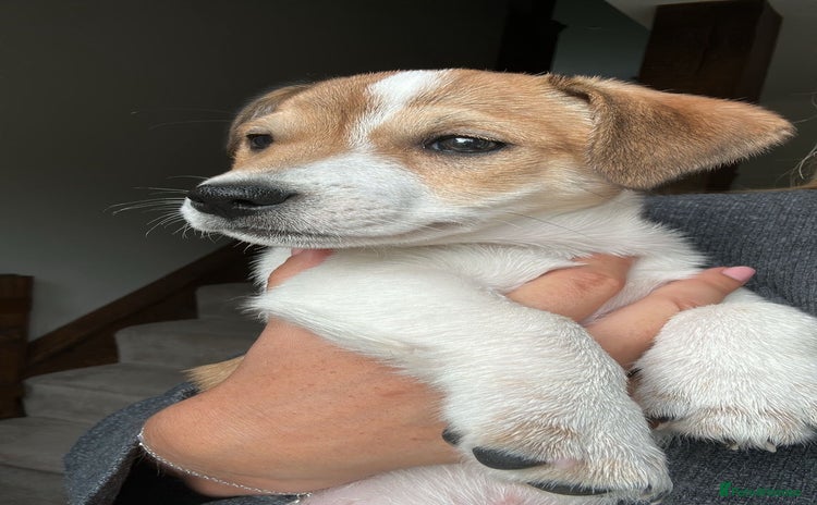 Jack Russell dogs - Advert 4