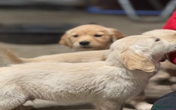 Golden Retriever dogs for sale: Last golden retriever pup available now  - Image 9