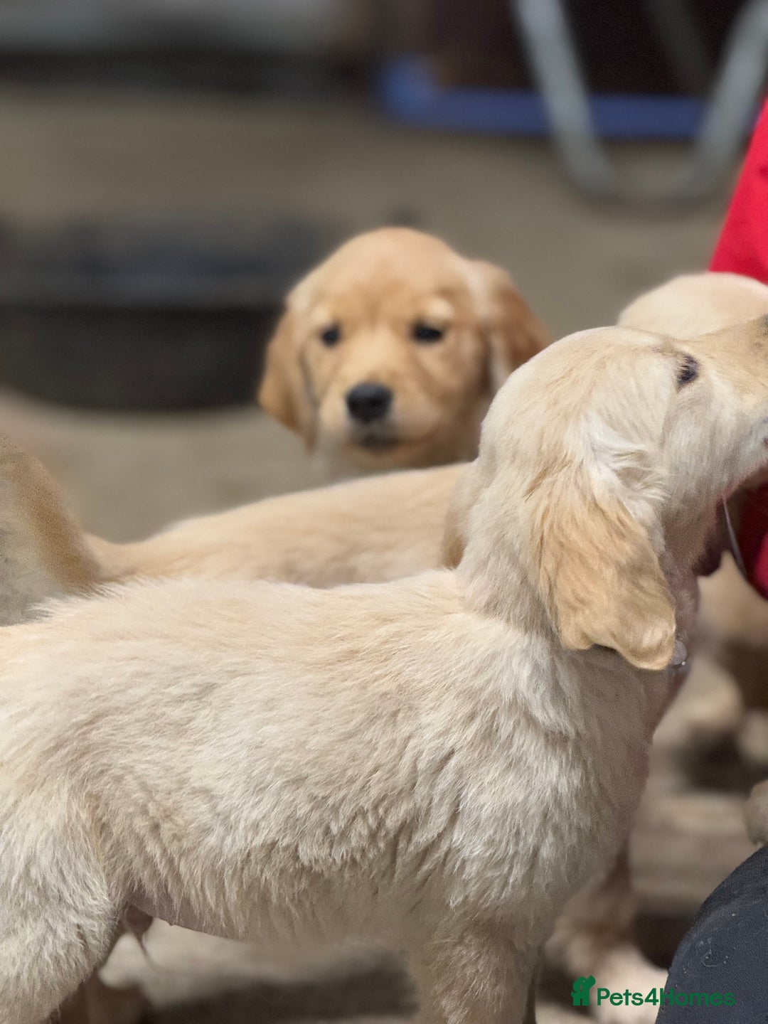 Golden Retriever dogs for sale: Last golden retriever pup available now  - Image 9