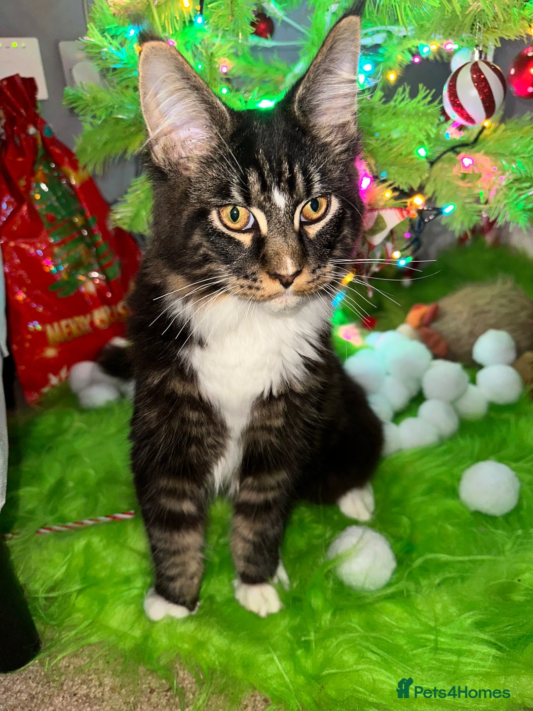 Maine Coon cats for sale: Xl mainecoon kittens dad is Xl very big boy  - Advert 23