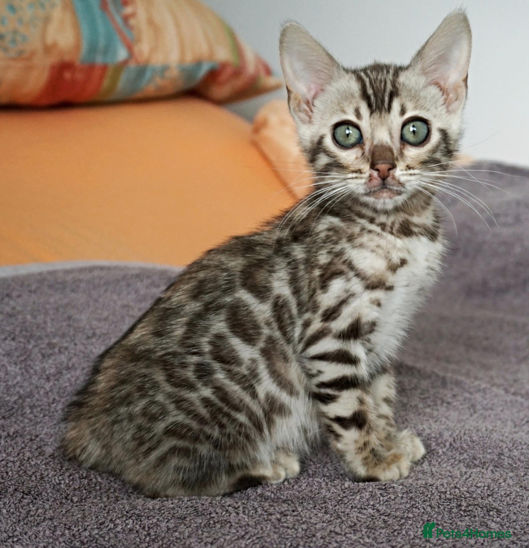 Bengal cats Gorgeous Bengal Girl Kitten - Advert 4