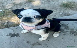 Pug dogs for sale: Stunning Puppy Unique Blue Eye Very Loving - Image 7