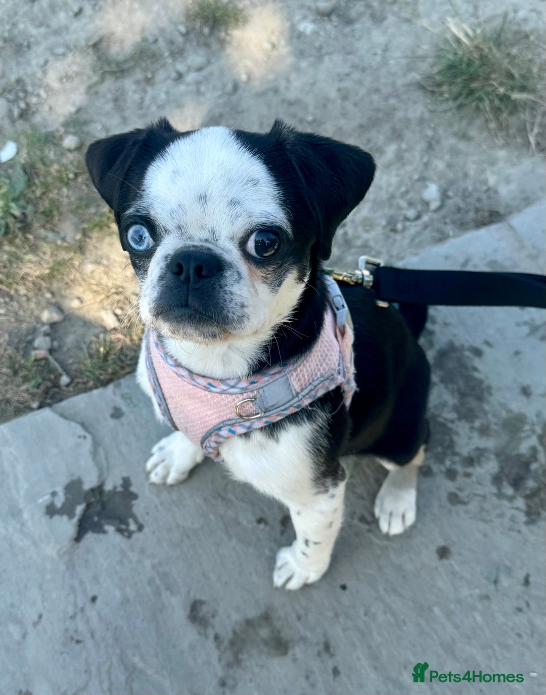 Pug dogs for sale: Stunning Puppy Unique Blue Eye Very Loving - Image 7