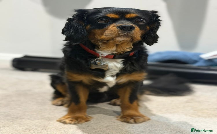 Cavalier King Charles Spaniel dogs in Oldham - Advert 19