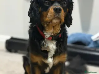 Cavalier King Charles Spaniel dogs *PROVEN* HEALTH TESTED Black & Tan Cavalier STUD in Oldham - Advert 5