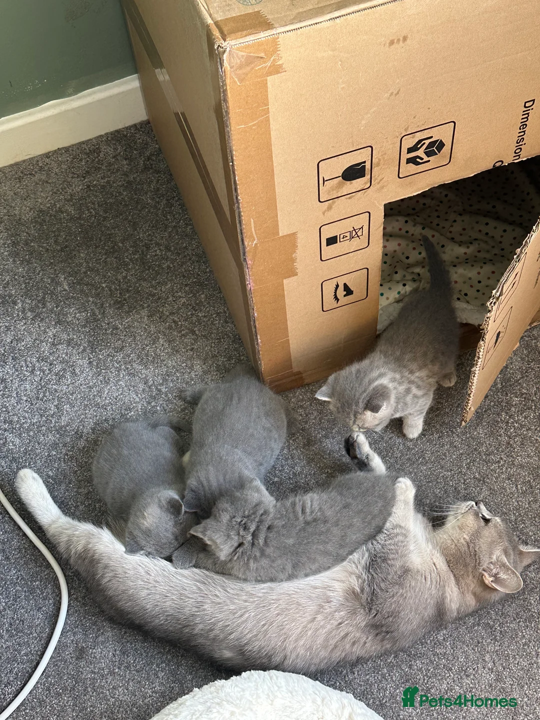 British Shorthair cats for sale: 2 male bSH kittens - Advert 1