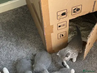 British Shorthair cats 2 male bSH kittens - Advert 5